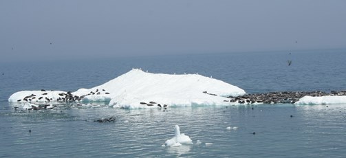Сотни нерп на плавающем льду возле Ушканьих островов