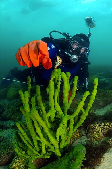 Similar to corals Baikal sponges and an endemic of the lake gammarus