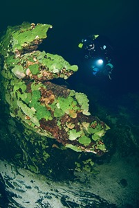 "Перья" на сайте Подводный Город. Фото Геннадий Мисан