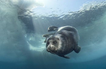 A child of Baikal seals