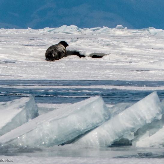 Search of the seal